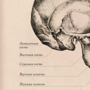 Плакат информационный "Череп" A2 (420x594 мм), ламинированный