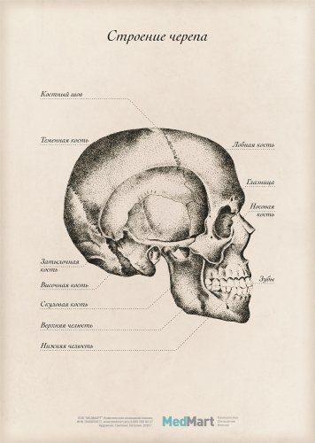 Плакат информационный "Череп" A2 (420x594 мм), ламинированный