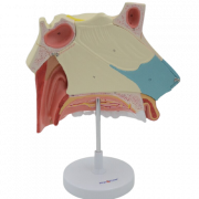 Анатомическая модель носовой полости