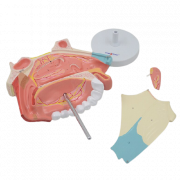 Анатомическая модель носовой полости