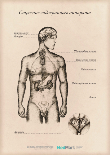 Плакат "Строение эндокринного аппарата" A2 (420x594 мм), ламинированный