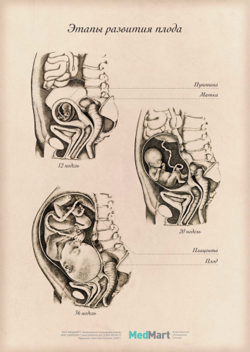 Плакат информационный "Этапы развития плода" A2 (420x594 мм), ламинированный