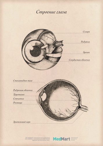 Плакат информационный "Строение глаза " A2 (420x594 мм), ламинированный
