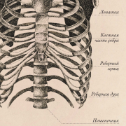 Плакат информационный "Строение грудной клетки " A2 (420x594 мм), ламинированный