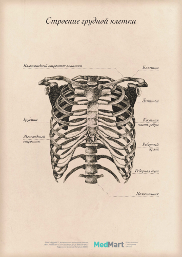 Плакат информационный "Строение грудной клетки " A2 (420x594 мм), ламинированный