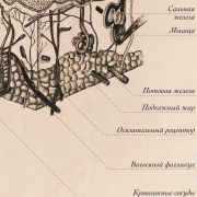 Плакат информационный "Строение кожи" A2 (420x594 мм), ламинированный