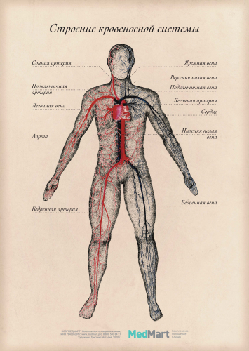 Плакат "Строение кровеносной системы" A2 (420x594 мм), ламинированный