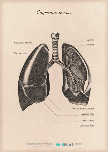 Плакат информационный "Строение лёгких" A2 (420x594 мм), ламинированный