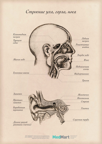 Плакат информационный "Строение уха, горла, носа" A2 (420x594 мм), ламинированный
