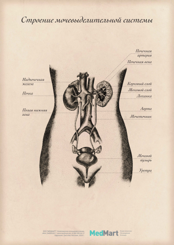 Плакат "Строение мочевыделительной системы" A2 (420x594 мм), ламинированный