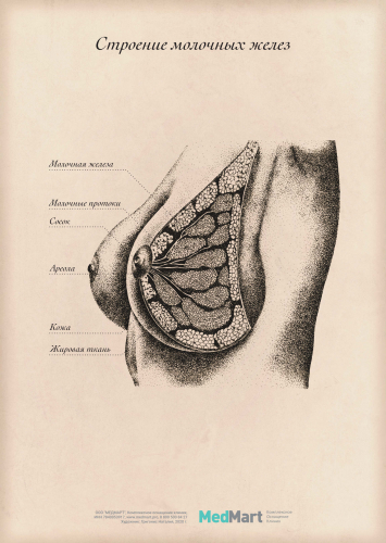 Плакат информационный "Строение молочных желёз" A2 (420x594 мм), ламинированный