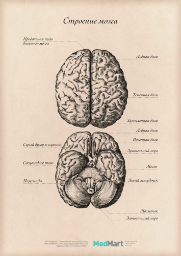 Плакат информационный "Строение мозга" A2 (420x594 мм), ламинированный
