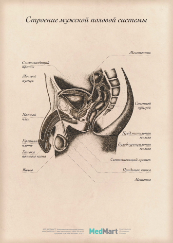 Плакат "Строение мужской половой системы" A2 (420x594 мм), ламинированный