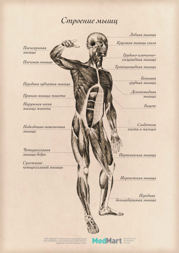 Плакат информационный "Строение мышц" A2 (420x594 мм), ламинированный