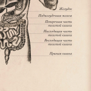 Плакат "Строение пищеварительной системы" A2 (420x594 мм), ламинированный