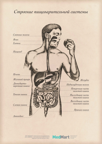 Плакат "Строение пищеварительной системы" A2 (420x594 мм), ламинированный