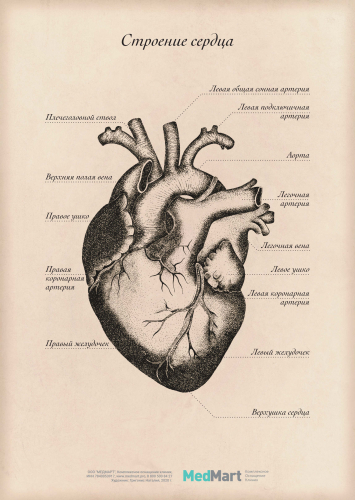 Плакат информационный "Строение сердца" A2 (420x594 мм), ламинированный