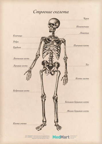 Плакат информационный "Строение скелета " A2 (420x594 мм), ламинированный